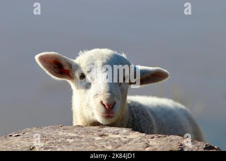 Toby l'agnello bianco alimentato in bottiglia dell'animale domestico in piedi davanti ad una roccia a casa nel paddock Foto Stock