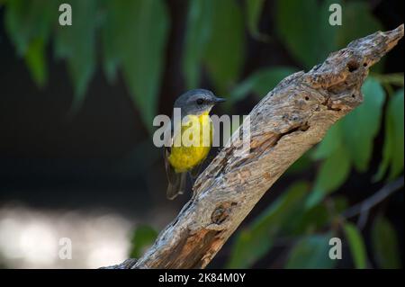 Eastern Yellow Robins (Eopsaltria Australis) sono molto sfacciati - e uno dei miei uccelli preferiti.They sono comuni nei boschi dell'Australia orientale. Foto Stock