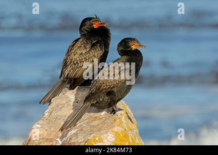 Coppia di cormorani coronati (Microcarbo coronatus) arroccato su una roccia costiera, Sudafrica Foto Stock