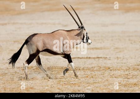 Un'antilope gemsbok (Oryx gazzella) che corre su pianure aride, Parco Nazionale di Etosha, Namibia Foto Stock