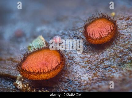 Scutellinia scutellata, ciglia comune, occhio-winker Molly, scarlatto elfo berretto Foto Stock