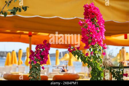 Fiori viola bouganvillea sulla spiaggia in estate. Concetto di vacanza Foto Stock