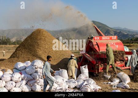 MALAKAND DIVISION , KPK, PAKISTAN, OTTOBRE, 07, 2022: Contadino e lavoratori del villaggio pakistano che lavorano nella risaia per la trebbiatura del raccolto di riso in t Foto Stock