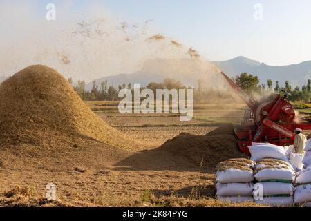 MALAKAND DIVISION , KPK, PAKISTAN, OTTOBRE, 07, 2022: Trebbiatrice del riso che separa meccanicamente i grani di riso dalle cannucce Foto Stock