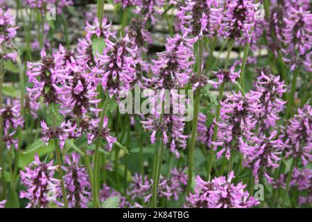 Betonia (Betonica officinalis) in giardino. Foto Stock