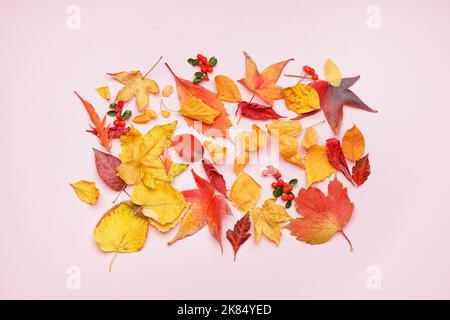 Composizione con belle foglie autunnali e bacche su sfondo rosa Foto Stock