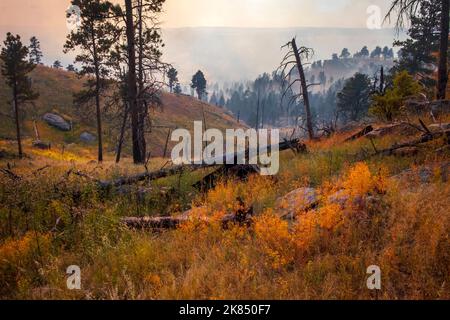 Devil's Tower, Wyoming, colori autunnali arancione e giallo, foschia fumosa nel cielo da una vicina bruciatura controllata Foto Stock