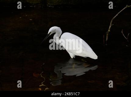 Heron Egret 091022 e-M1X Foto Stock