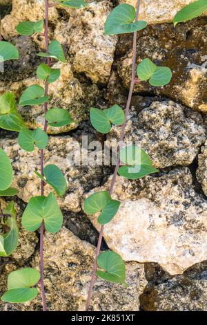 Beach Morning Glory o Ipomoea su pareti di roccia calcarea a Melasti Beach (Pantai Melasti), Bukit, Bali, Indonesia. Foto Stock