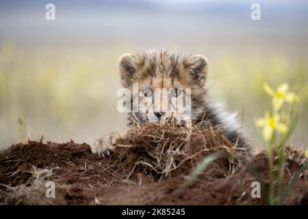 Un curioso cucciolo di ghepardo che gioca in erba, fotografato in un safari in Sud Africa Foto Stock