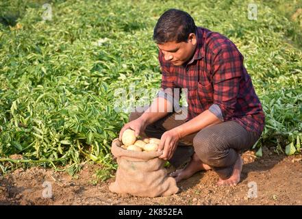 Coltivatore che raccoglie patata nel terreno agricolo. Coltivazione di patate. Patate biologiche fresche nel campo. Campo di patate con sacchi di patate. Foto Stock