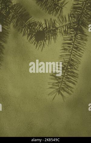 Ombra di abete su fondo muratura in cemento verde oliva Foto Stock