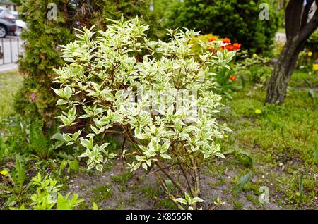 Bella pianta Cornus alba elegantissima arbusto al parco della città. Cognome Cornaceae, Nome scientifico Cornus alba. Immagine sfocata, messa a fuoco selettiva Foto Stock