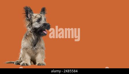 Skye Terrier cane seduto, ansimando e guardando via su sfondo arancione scuro Foto Stock