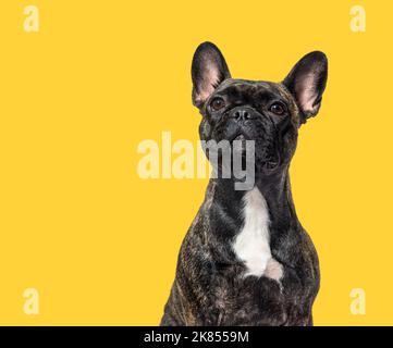 ritratto testa ripresa di un torcente scuro francese bulldog guardando fiero agaisnt sfondo giallo Foto Stock