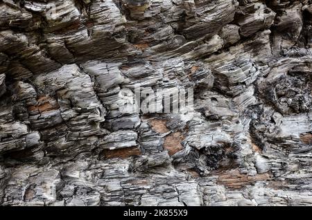 Sfondo di corteccia dell'albero bruciato. Tessitura di legno bruciato. Messa a fuoco selettiva Foto Stock