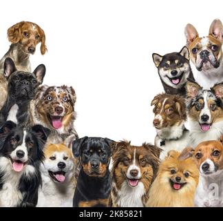 Grande gruppo di cani felici guardando la macchina fotografica, isolato su bianco Foto Stock