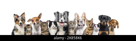 Grande gruppo di cani e gatti che guardano la telecamera su sfondo blu Foto Stock