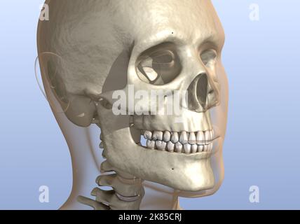 Mento troppo grande o troppo prominente, cranio umano. Illustrazione 3D accurata dal punto di vista medico Foto Stock