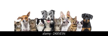 Grande gruppo di cani e gatti che guardano la macchina fotografica, banner isolato su bianco Foto Stock