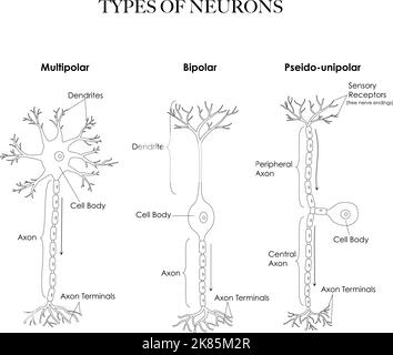 Tipi di neuroni: Anatomia multipolare, pseudonipolare, bipolare, linea nera e bianca. Può essere utilizzato come foglio di lavoro per la colorazione e l'apprendimento Illustrazione Vettoriale