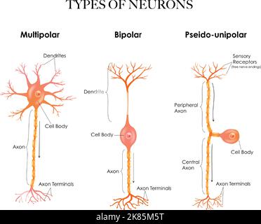 Tipi di neuroni- multipolari, pseudonipolari, bipolari - struttura anatomia illustrazione colorata. Illustrazione Vettoriale