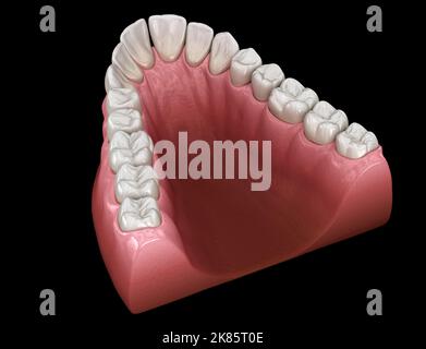 Forma ad arco rastremato a V di mascella. Illustrazione del dente 3D accurata dal punto di vista medico Foto Stock