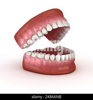 Anatomia dentale - Aperte le dentiere. Dal punto di vista medico dentale preciso 3D illustrazione Foto Stock