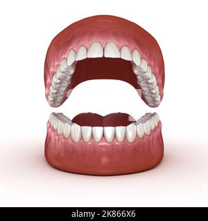 Anatomia dentale - Aperte le dentiere. Dal punto di vista medico dentale preciso 3D illustrazione Foto Stock