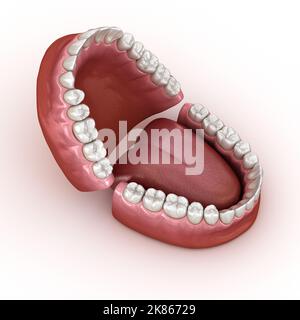 Anatomia dentale - Aperte le dentiere. Dal punto di vista medico dentale preciso 3D illustrazione Foto Stock