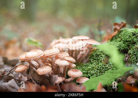 Funghi miele. Un gruppo di funghi commestibili che crescono su un ceppo nella foresta autunnale. Foto Stock