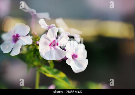 fiore di flox nel giardino. Un pennello di fiori di flox bianco con un centro rosso sullo sfondo di un giardino sfocato sfondo con luce solare. Copia Foto Stock