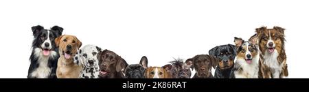 Grande gruppo di cani insieme in una fila ordinata per taglia, banner, isolato su bianco Foto Stock