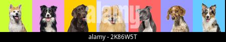 Banner, Collage di più cani testa ritratto foto su uno sfondo multicolore di una moltitudine di diversi colori luminosi. Foto Stock