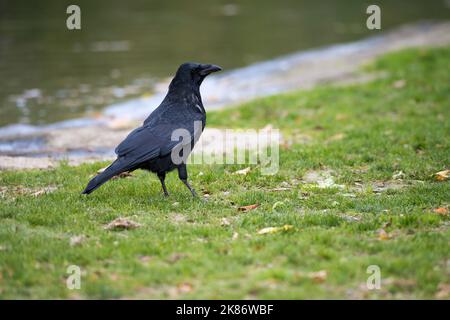 Primo piano di corvo nero in piedi sul terreno in erba verde di fronte allo stagno come ritratto animale Foto Stock