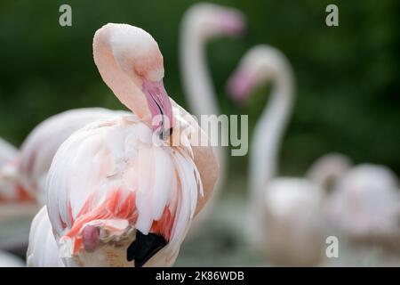 Primo piano di un fenicottero che prefigura le sue piume come un ritratto animale di fronte ad altri membri della stessa specie in sfondo sfocato Foto Stock