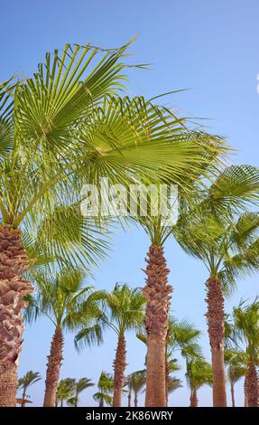 Doum palme in una giornata ventosa contro il cielo blu. Foto Stock