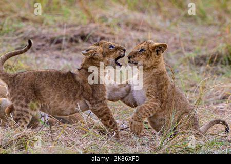 Un paio di adorabili cuccioli di leone giocano in un campo soleggiato all'aperto con erba verde e gialla Foto Stock