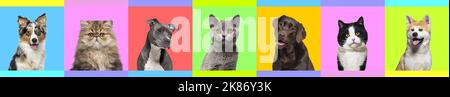 Banner con diverse foto di gatti e cani in testa su uno sfondo multicolore circondato da un fregio Foto Stock