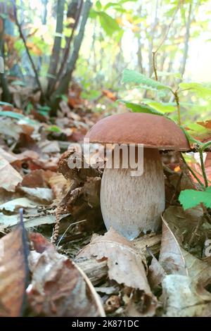 Fungo Boletus edulis appena germogliato in una foresta di castagni Foto Stock