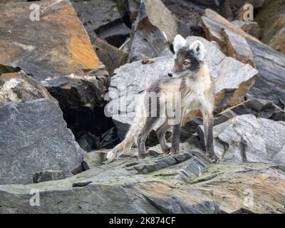 Una volpe artica adulta (Vulpes lagopus) in cerca di preda lungo la spiaggia di Signehamna, Svalbard, Norvegia, Europa Foto Stock