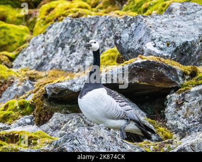 Un'oca da barnacolo (Branta leucopsis) su una collina a Signehamna, Spitsbergen, Svalbard, Norvegia, Europa Foto Stock