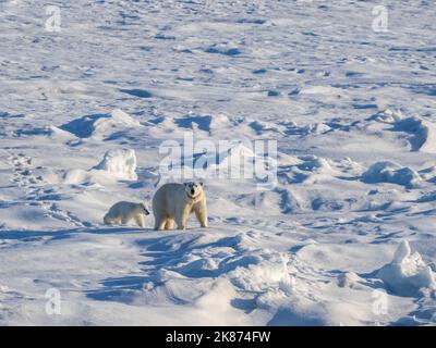 Un orso polare della madre (Ursus maritimus) con il suo COY (cucciolo di anno) che cammina sul bordo veloce del ghiaccio, Storfjorden, Svalbard, Norvegia, Europa Foto Stock