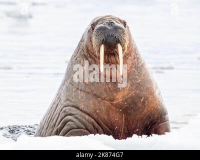Donna adulta Walrus (Odobenus rosmareus) nuoto vicino a galleggianti di ghiaccio vicino a Storoya, Svalbard, Norvegia, Europa Foto Stock