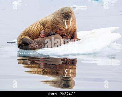 Mother Walrus (Odobenus rosmareus) con polpaccio tirato fuori su un galleggiante di ghiaccio vicino a Storoya, Svalbard, Norvegia, Europa Foto Stock