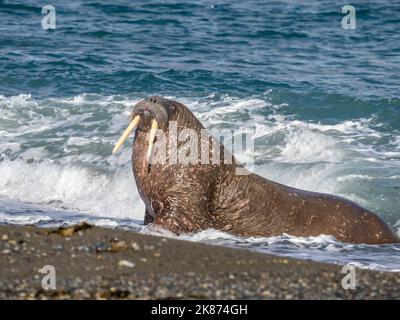 Trus maschio adulto (Odobenus rosmareus) che si allena sulla spiaggia di Poolepynten, Svalbard, Norvegia, Europa Foto Stock