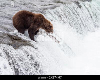 Un orso bruno adulto (Ursus arctos) che pesca il salmone a Brooks Falls, Katmai National Park and Preserve, Alaska, Stati Uniti d'America Foto Stock