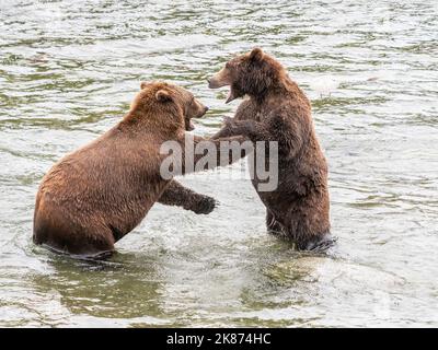 Un paio di orsi bruni (Ursus arctos) finta lotta a Brooks Falls, Katmai National Park and Preserve, Alaska, Stati Uniti d'America, Nord America Foto Stock