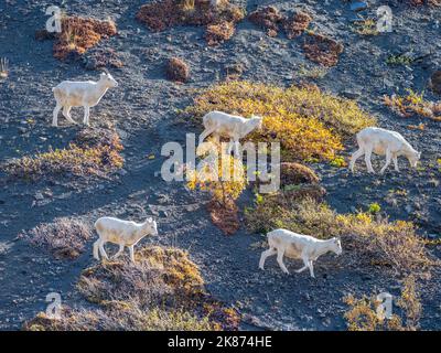 Un piccolo gruppo di pecore di Dall (Ovis dalli) che pascolano su una montagna nel Parco Nazionale di Denali, Alaska, Stati Uniti d'America, Nord America Foto Stock