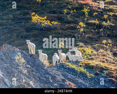 Un piccolo gruppo di pecore di Dall (Ovis dalli) che pascolano su una montagna nel Parco Nazionale di Denali, Alaska, Stati Uniti d'America, Nord America Foto Stock